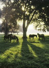 Herd of Arabian horse fillies under spreading Live Oak trees