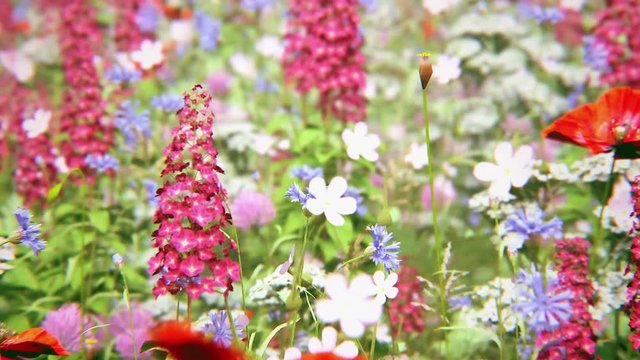 Fields of flowers and spring roses