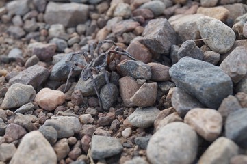 Spider on the river Khwae Yai