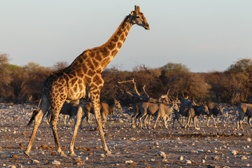 Giraffe - Etosha Safari Park in Namibia