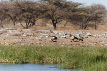 Egyptian Goose - Etosha Safari Park in Namibia
