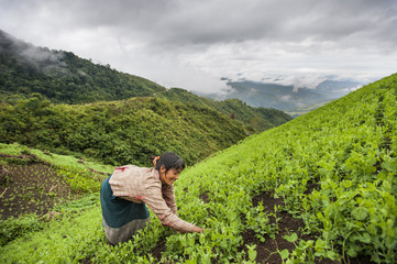 A woman clears away weeds in a pea field in north east India