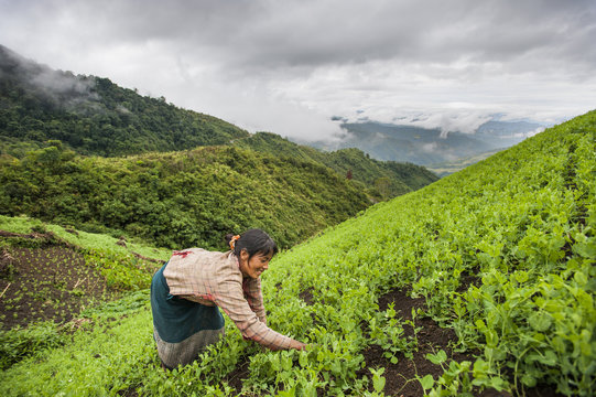 A Woman Clears Away Weeds In A Pea Field In North East India