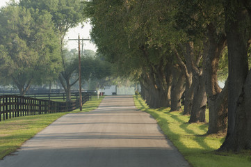 Oak tree lined lane