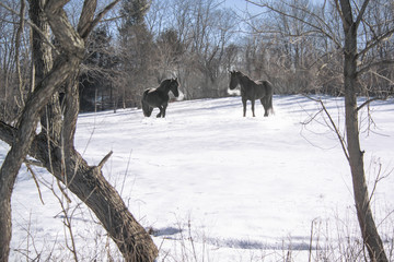 Two Friesian horses standing in snow with breath steaming from nostrils
