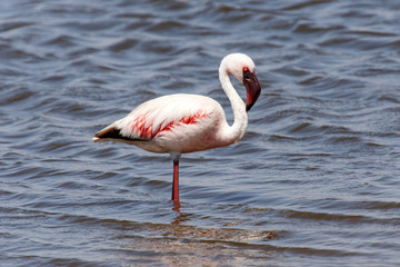 Fototapeta na wymiar Flamingo - Namibia