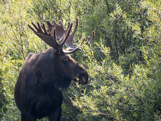 Lone moose glaring off in the distance.
