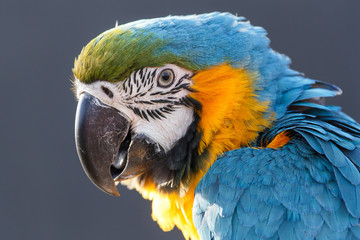 Blue and Yellow Macaw (Ara ararauna) © Sam D'Cruz