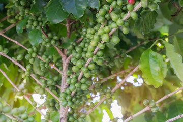 Green coffee beans