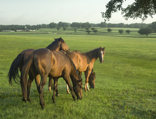 Group of  Thoroughbred yearlings in open paddock with upscale barn in distance