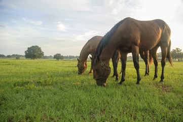 Group of  Thoroughbred yearlings graze in open paddock