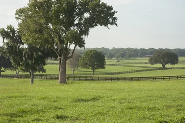 Foto op Plexiglas Lush horse farm acreage with paddocks Ocala Florida © Mark J. Barrett