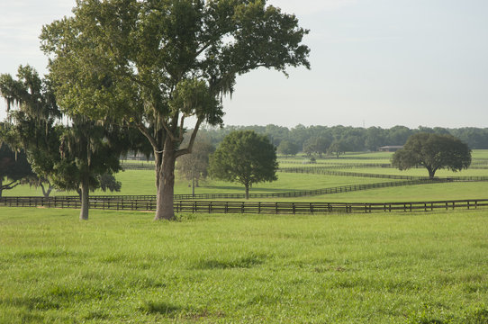 Lush horse farm acreage with paddocks Ocala Florida