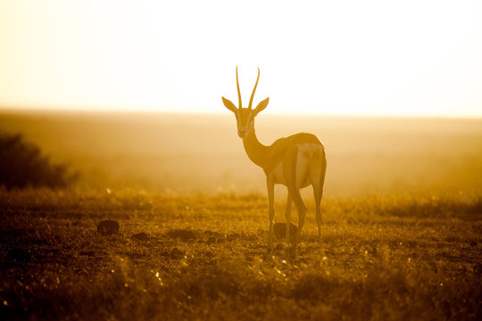 Springbok at sunset, Kenya