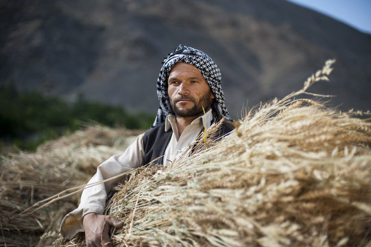 A man from the Panjshir Valley in Afghanistan holds a freshly harvested bundle of wheat, Afghanistan