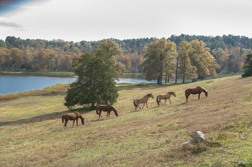 Horse in pasture overlooking scenic lake