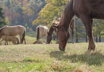 Fototapeta premium Horse graze with gathering clouds