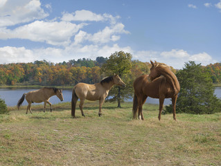 Fototapeta premium Horse in pasture overlooking scenic lake