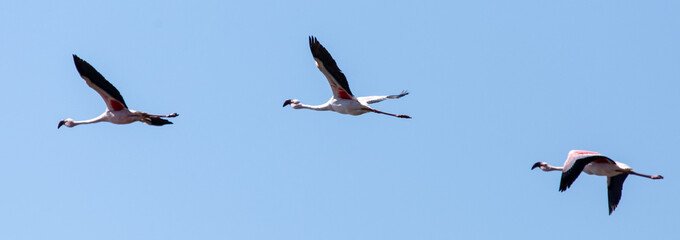 Flamingo Flying - Namibia