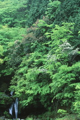 新緑の滝