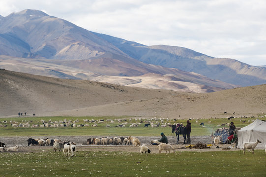Nomads living in a tented camp near Tso Moriri in Ladakh, North India