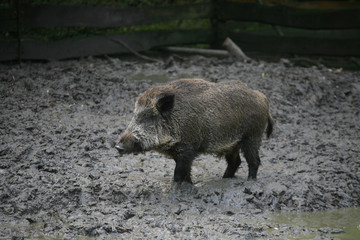 Dirty wild pig in the puddle