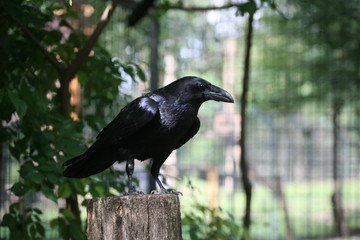 Black raven in the zoo