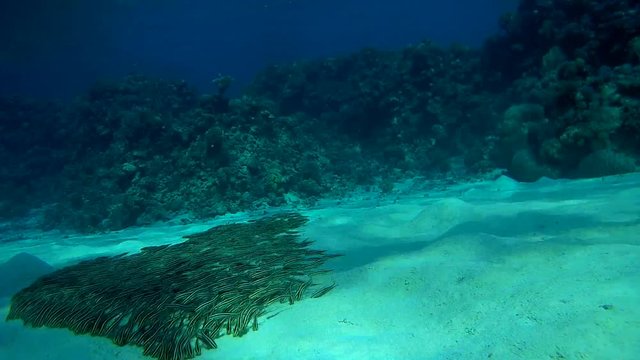 a large school of fish Striped Eel Catfish - Plotosus lineatus as a wave moving quickly on the sandy bottom
