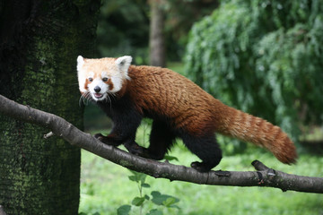Fototapeta premium Czerwona panda na gałęzi drzewa