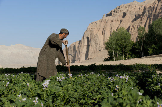 A famer works in potato fields with the ancient Buddha niches visible in the distance in Bamiyan Province, Afghanistan