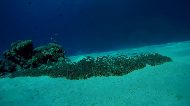 a large school of fish Striped Eel Catfish - Plotosus lineatus as a wave moving quickly on the sandy bottom
