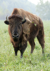 Fototapeta premium Bison