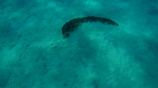 a large school of fish Striped Eel Catfish - Plotosus lineatus as a wave moving quickly on the sandy bottom (top view)
