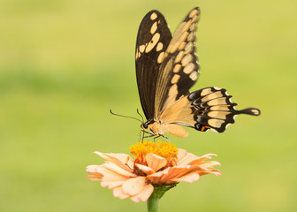 Beautiful Giant Swallowtail butterfly on a pale orange Zinnia with green background