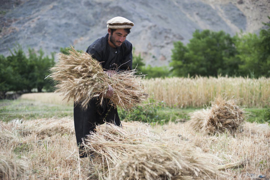 A farmer holds a freshly cut bundle of wheat in the Panjshir Valley, Afghanistan