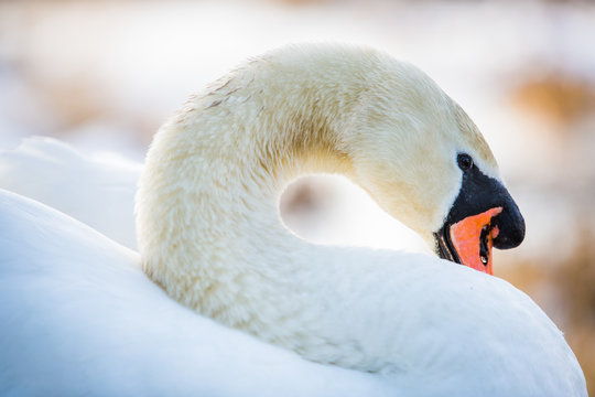 Swan in the morning light