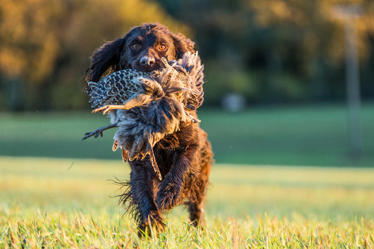 Gun dog with pheasant, Buckinghamshire