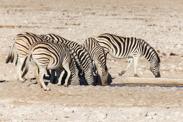 Obraz na płótnie Canvas Zebra - Etosha, Namibia
