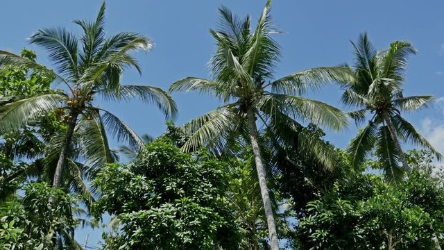 Footage of palm trees shot in 4k.