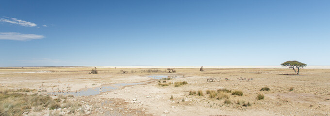 Zebra - Etosha, Namibia