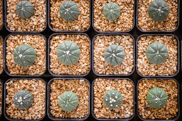  Group of small cactus in the pot