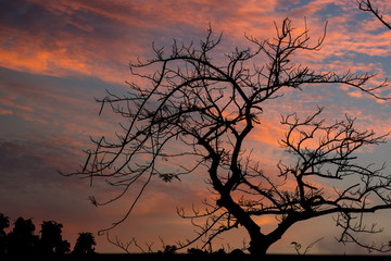  silhouette tree