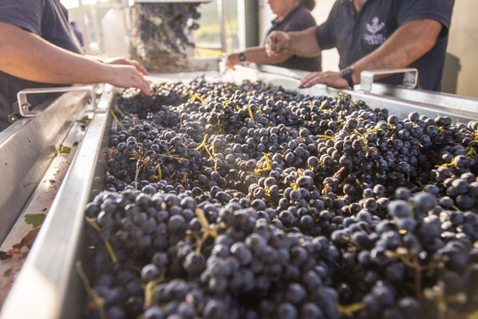 Sorting freshly harvested grapes at a winery in the Alto Douro region of Portugal
