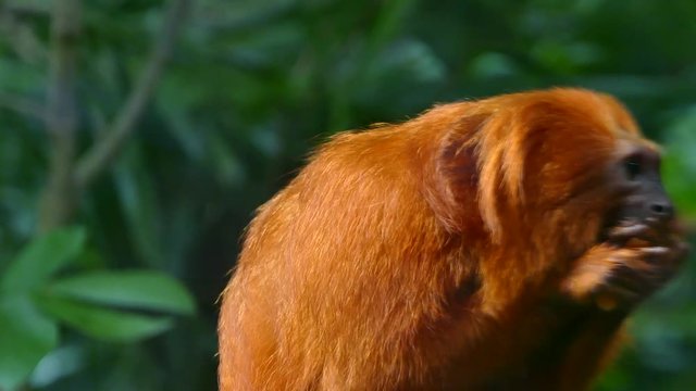 Golden lion tamarin also known as the golden marmoset, is a small New World monkey of the family Callitrichidae. 
