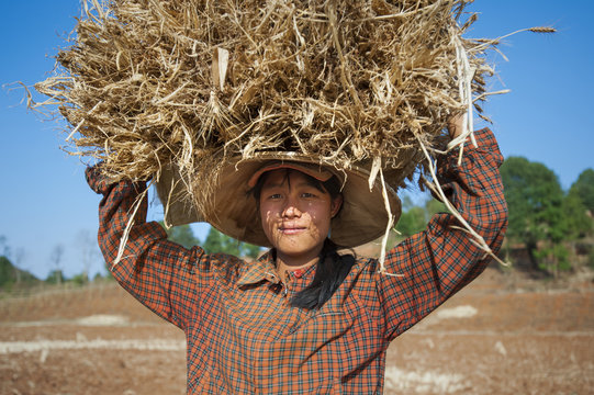 A girl carries a bundle of freshly harvested wheat on her head, near Pindaya in Shan State