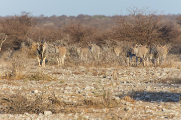 Fototapeta na wymiar Eland - Etosha Safari Park in Namibia