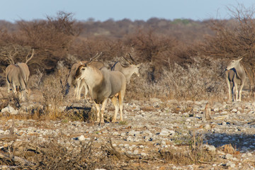 Eland - Etosha Safari Park in Namibia