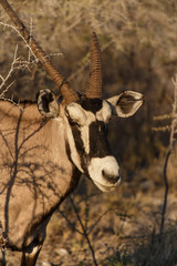 Oryx - Etosha Safari Park in Namibia