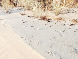 footprints and pawprints