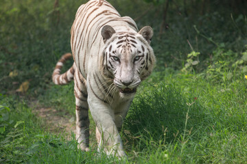 White Indian tiger walks through an open grassland at a tiger reserve in India.